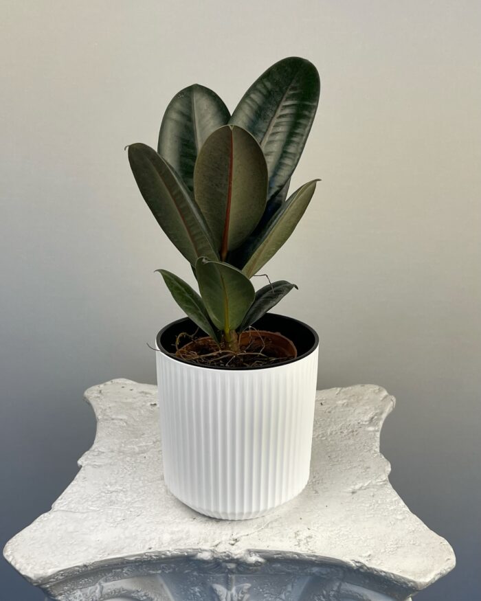 Фикус эластика «Бургунди» (Ficus elastica «Burgundy»)